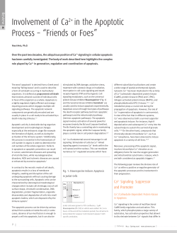 Involvement of Ca2+ in the Apoptotic Process &ndash; &ldquo;Friends or Foes&rdquo;