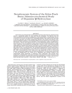 Noradrenergic system of the zebra finch brain