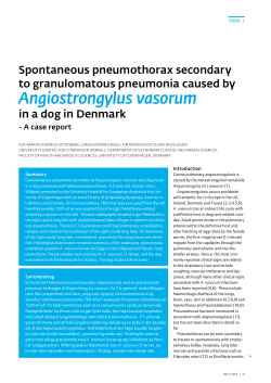 Angiostrongylus vasorum