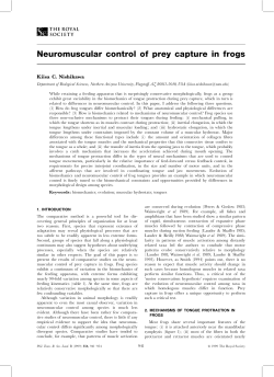 Neuromuscular control of prey capture in frogs