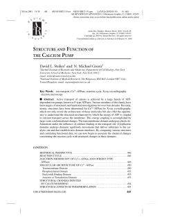 STRUCTURE AND FUNCTION OF THE CALCIUM PUMP David L