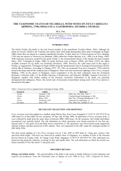 the taxonomic status of fig shells, with notes on ficus variegata