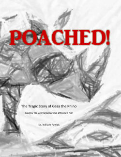 The Tragic Story of Geza the Rhino