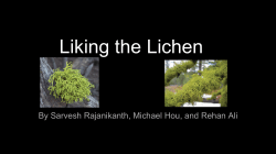 Lichen Presentation