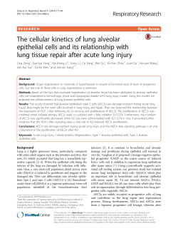 The cellular kinetics of lung alveolar epithelial cells and its