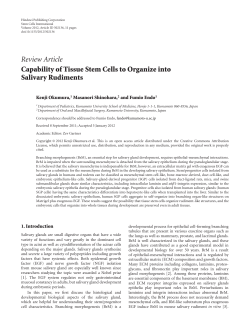 Capability of Tissue Stem Cells to Organize into Salivary Rudiments
