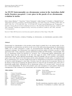 An XX/XY heteromorphic sex chromosome system in the Australian