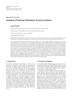Anatomy of Inferior Mesenteric Artery in Fetuses