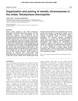 Organization and pairing of meiotic chromosomes in the ciliate