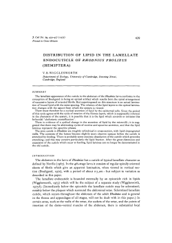 distribution of lipid in the lamellate endocuticle of rhodnius prolixus