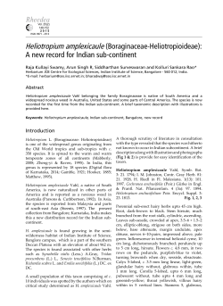 Heliotropium amplexicaule (Boraginaceae-Heliotropioideae