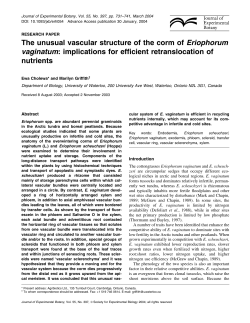 The unusual vascular structure of the corm of
