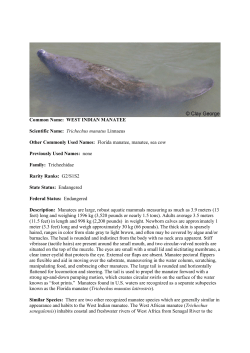Common Name: WEST INDIAN MANATEE