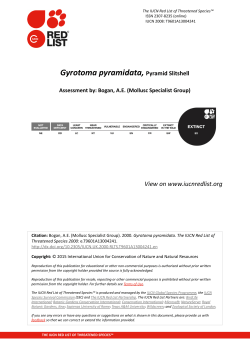 Gyrotoma pyramidata, Pyramid Slitshell