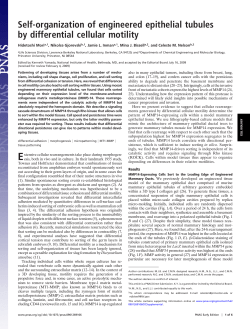 Self-organization of engineered epithelial tubules by differential