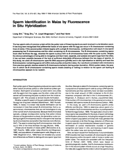 Sperm ldentification in Maize by Fluorescence in