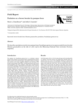 Predation on a brown brocket by pampas foxes