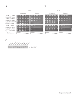 Induced 23O C SMC1 / Vector smc1-2 / Vector SMC1 / SMC1