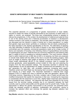 genetic improvement of meat rabbits