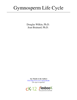 Gymnosperm Life Cycle