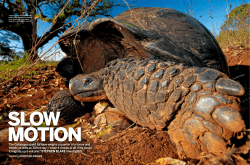 The Gal&aacute;pagos giant tortoise weighs a quarter of a tonne and travels