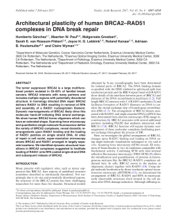 Architectural plasticity of human BRCA2–RAD51 complexes in DNA