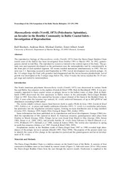 Marenzelleria viridis (Verrill, 1873) (Polychaeta: Spionidae)