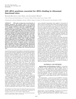 23S rRNA positions essential for tRNA binding in ribosomal