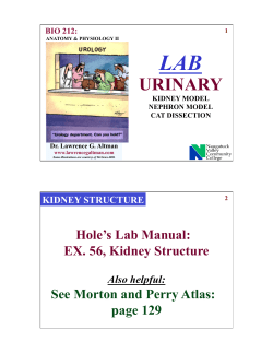 Urinary System Lab - lawrenceGaltman.com