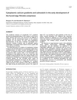 Cytoplasmic calcium gradients and calmodulin in the early