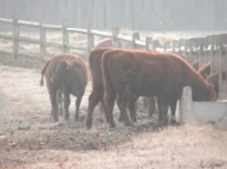 How and why future meat research is important