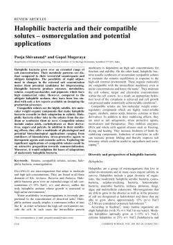 Halophilic bacteria and their compatible solutes