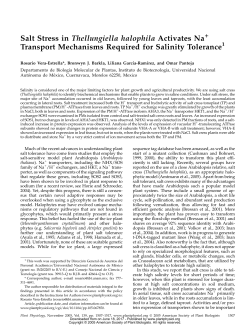 Salt Stress in Thellungiella halophila Activates Na Transport
