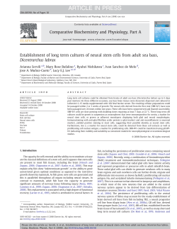 Establishment of long term cultures of neural stem cells from adult