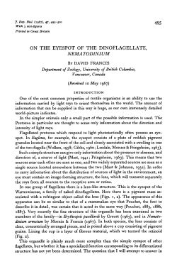 ON THE EYESPOT OF THE DINOFLAGELLATE, NEMATODINIUM