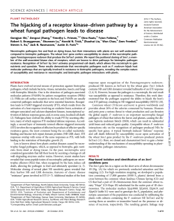 The hijacking of a receptor kinase&ndash;driven pathway by a wheat