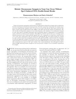 Meiotic Chromosome Synapsis in Yeast Can Occur