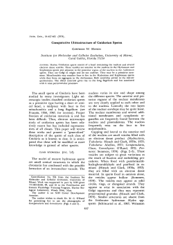 Comparative Ultrastructure of Cnidarian Sperm