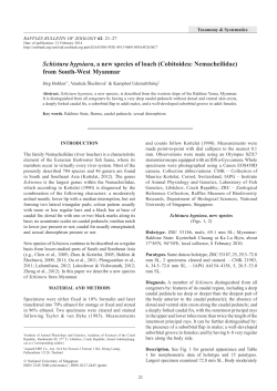 Schistura hypsiura, a new species of loach (Cobitoidea