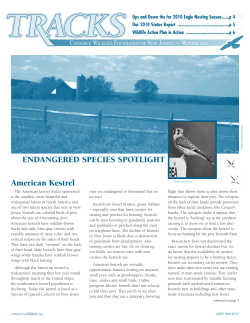 ENDANGERED SPECIES SPOTLIGHT American Kestrel