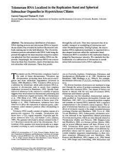 Telomerase RNA Localized in the Replication Band and Spherical