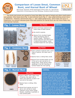 Comparison of Loose Smut, Common Bunt, and Karnal Bunt of