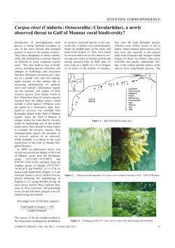 Carijoa riisei (Cnidaria:Octocorallia:Clavulariidae