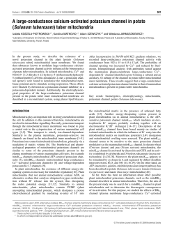 A large-conductance calcium-activated potassium channel in potato