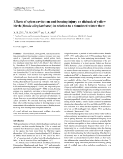 Effects of xylem cavitation and freezing injury on dieback of yellow