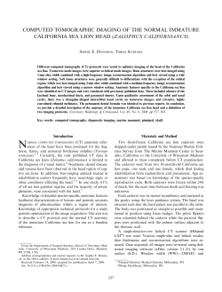 Dennison 2008 CT of sea lion head