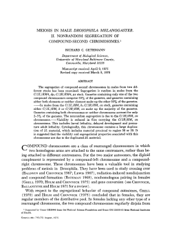 meiosis in male drosophila melanogaster.