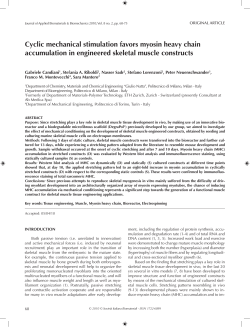 cyclic mechanical stimulation favors myosin heavy chain