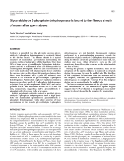 Glyceraldehyde 3-phosphate dehydrogenase is bound to the fibrous