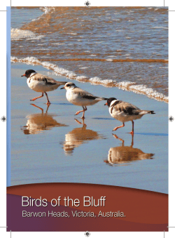 Birds of the Bluff